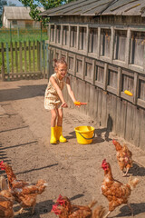 A funny girl lures chickens with feed and corn in a barnyard. Breeding of domestic birds and chickens