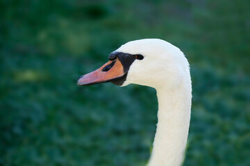 Portrait of cute white swan