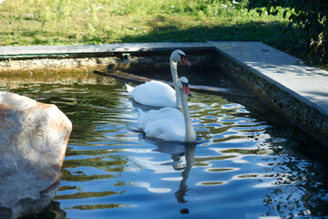Portrait of cute white swan