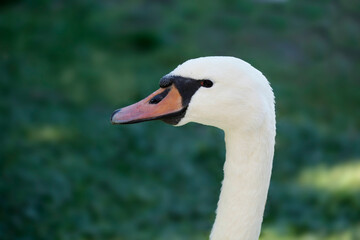 Portrait of cute white swan