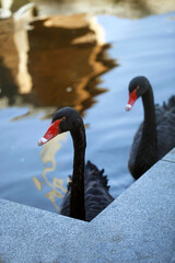 Obraz premium Portrait of cute black swan