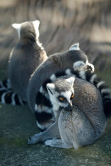 Portrait of cute grey lemur
