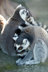 Fototapeta premium Portrait of cute grey lemur