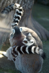 Portrait of cute grey lemur