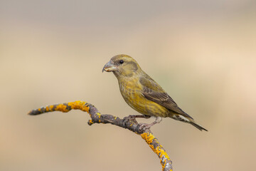 Red Crossbill standing on yellow branch