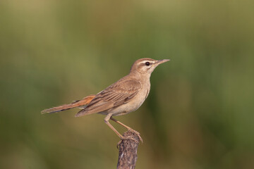 Rufous-tailed Scrub Robin standing on a branch