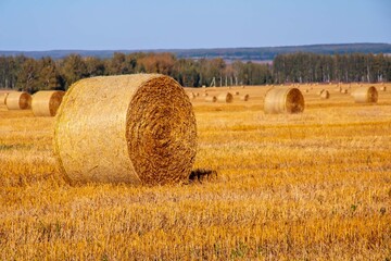  Yellow bales of straw on the field. A wheat field after harvesting. Hay bales cleaning. Agricultural industry
