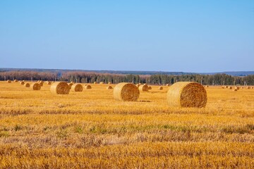  Yellow bales of straw on the field. A wheat field after harvesting. Hay bales cleaning. Agricultural industry