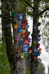 many colorful bird cages in the trees