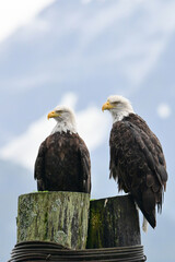 A pair of Bald Eagles (Haliaeetus leucocephalus) survey their terrain around Seward, Alaska's, harbor.