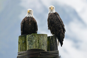 A pair of Bald Eagles (Haliaeetus leucocephalus) survey their terrain around Seward, Alaska's, harbor.