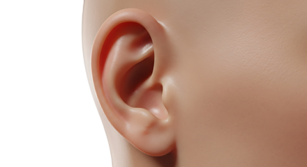 Human Ear Detail isolated on a transparent background