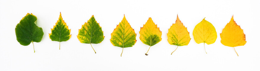 A row of leaves from green to yellow - the passage of time and the onset of autumn
