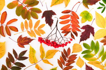 Autumn simple pattern with a fallen colorful leaves on white background