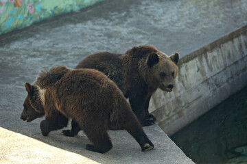 Obraz premium Portrait of cute brown bear