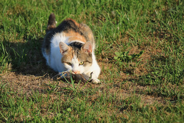 Katze mit Beute