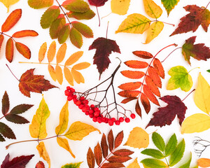 Autumn simple pattern with a fallen colorful leaves on white background