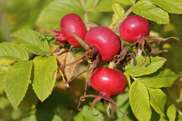 Hagebutten mit Marienkäfer