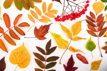 Autumn simple pattern with a fallen colorful leaves on white background