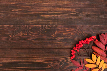 Autumn simple background with a fallen colorful rowan leaves and red berries on wooden background with place for text