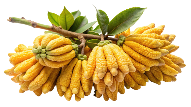 A cluster of bright yellow buddha s hand citron fruits with green leaves on a branch isolated on transparent background