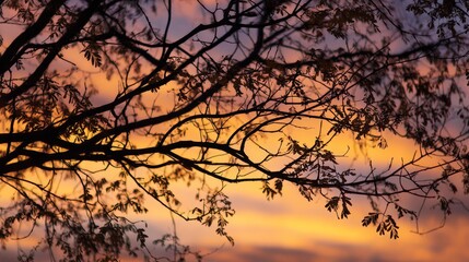 Autumn tree branches silhouetted against warm sunset sky