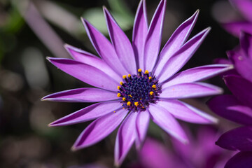 Dimorphotheca ecklonis or osteospermum is a perennial perennial plant of African origin, also known...