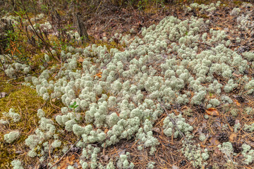 Beautiful gray moss on the floor, moss close-up, macro. Close-up of moss in a pine forest on a cool autumn day. Beautiful background moss wallpaper.