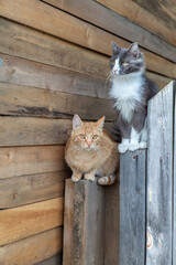 two village cats sit on a fence and look at the camera