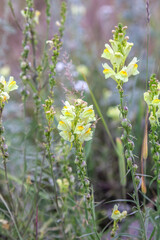 Beautiful pastel yellow Serpentine flowers blooming in a farmer's field on a sunny summer day on...