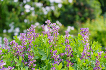 Vibrant Purple Wildflowers Blooming Amidst Lush Green Foliage in Rosenhoehe Park