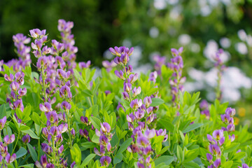 Vibrant Purple Flowers Blooming Amidst Lush Greenery in Rosenhoehe Park Darmstadt