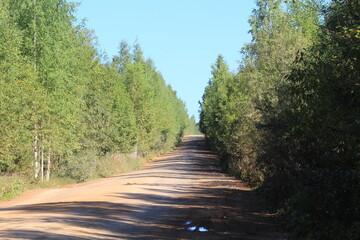 Dirt road in a summer forest