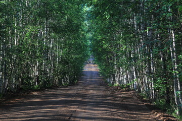 Fototapeta premium A dirt road in a young birch forest on a summer day