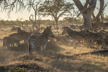 herd of zebras in the African savanna at sunset botswana