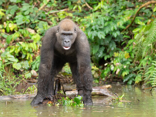 A Western gorilla (Gorilla gorilla) Africa Gabon.