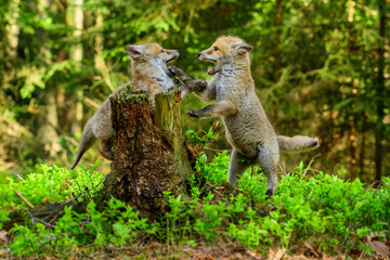 Cute Red Fox, Vulpes vulpes in fall forest. Beautiful animal in the nature habitat. Wildlife scene from the wild nature. Red fox running in orange autumn leaves
