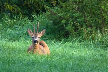 Roe Deer (Capreolus capreolus) – Male roe deer resting in grass covered with morning dew in a calm natural setting. Nature of Czech republic.