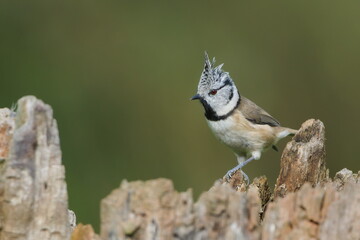 Crested Tit (Lophophanes cristatus) perched on an old tree stump with raised crest, surrounded by soft green background of forest vegetation.