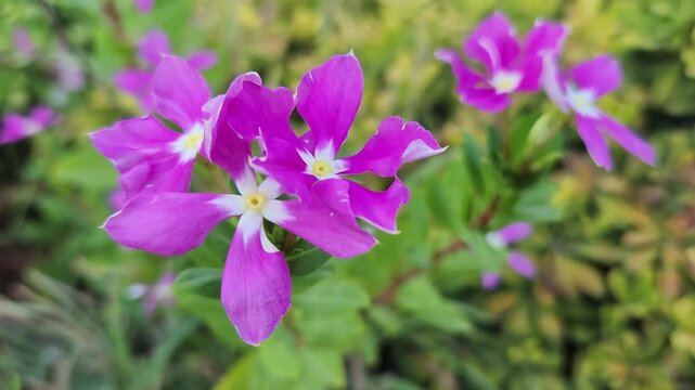A beautiful staple of summer gardens, the pink fan flower (Catharanthus roseus) is a vibrant ornamental known for its striking, pinwheel-shaped blossoms.
