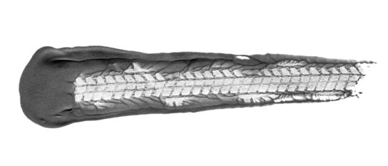 black traces of tractor tires on white background..