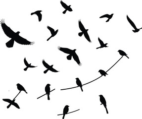 Bird Silhouette Flying and Sitting Vector Design .
