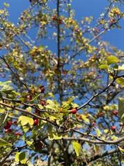 Branches of a hawthorn bush with red berries against a background of blue sky. Autumn colors and textures, ideal for projects dedicated to the autumn harvest, nature, gardens or seasonal changes.