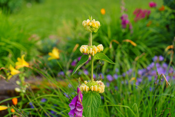 Obraz premium Vibrant Flowering Plant Stands Tall Amidst Colorful Blooms