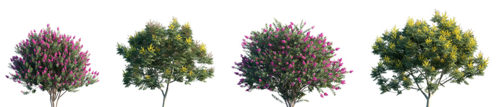 Set of Lagerstroemia indica and Peltophorum pterocarpum frontal isolated png on a transparent background perfectly cutout