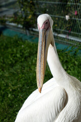 Portrait of cute white pelican