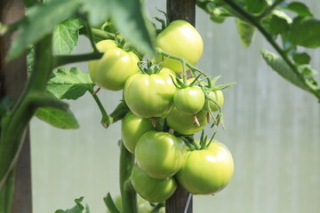green tomatoes on a vine in a greenhouse
