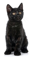 Black kitten looking up