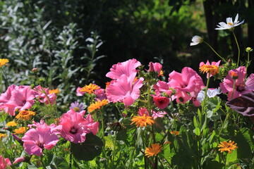 flowers in the garden