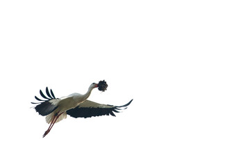 White stork flying carrying straw png isolated transparent